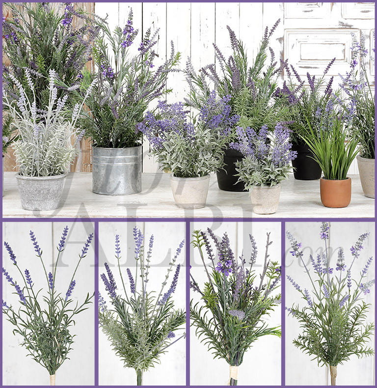 lavender collection