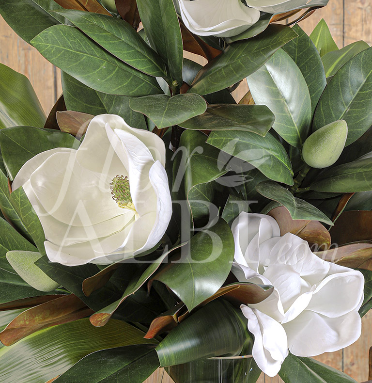 magnolias spéciaux